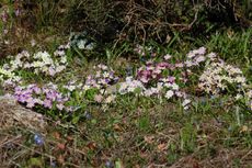 Primel-Karnevalsprimel 02.JPG